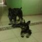 Totti jugando  con Max 